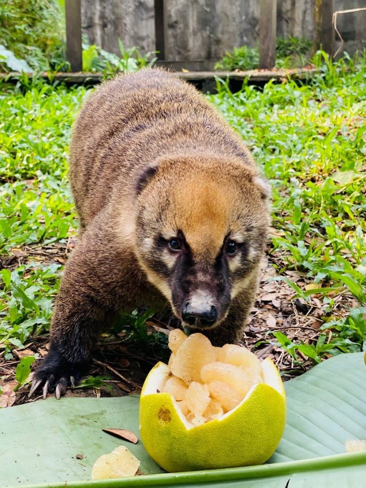 動物吃柚畫面吸睛　壽山動物園線上過中秋