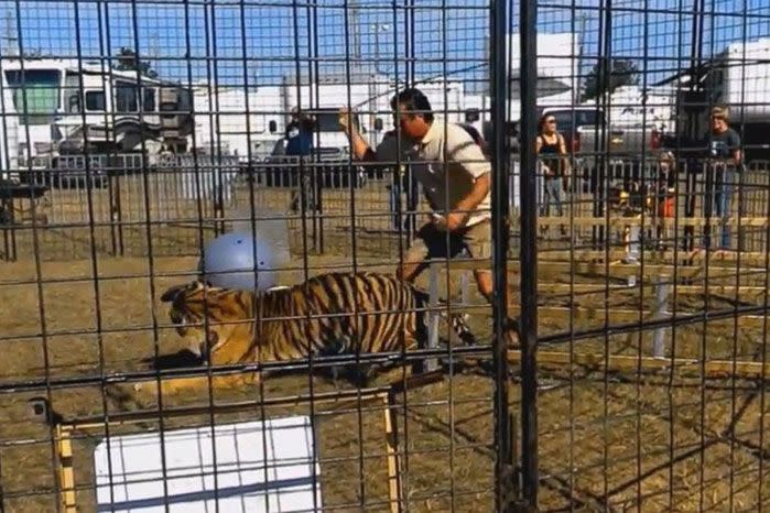 The frightening footage shows the tiger dragging the trainer in the cage. Image: YouTube