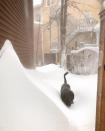 A dog is seen in a blizzard in St John's, Newfoundland and Labrador