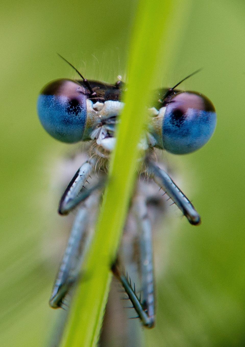 A blue damselfly (<em>Platycnemis pennipes</em>) rests on a reed at the edge of a small lake near Briesen, Germany, on May 13, 2012. Dragonflies are evidently amongst the oldest flying insects with around 5000 known species worldwide. Only 80 dragonfly species can be found in Germany.  (PATRICK PLEUL/AFP/GettyImages)