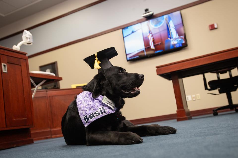 "Basil," the newest member of the Ingham County Prosecutor's Office, waits patiently while people take photos of her, Wednesday, May 15, 2024, following her 'swearing in' ceremony in Judge Joyce Draganchuk's courtroom at Veterans Memorial Courthouse in Lansing.