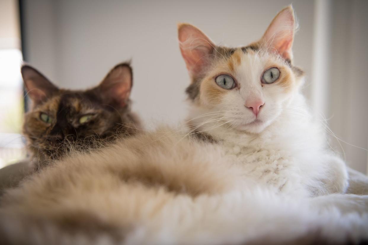 Two LaPerm cats laying next to each other, a white calico mix in the foreground, a dark calico face of the other behind it, selective focus, looking towards the camera, a white wall and a window on the left in the background