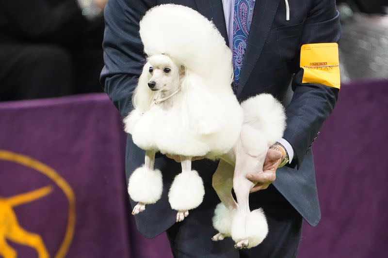 A Toy Poodle named Cami is judged at the 2020 Westminster Kennel Club Dog Show at Madison Square Garden in New York City