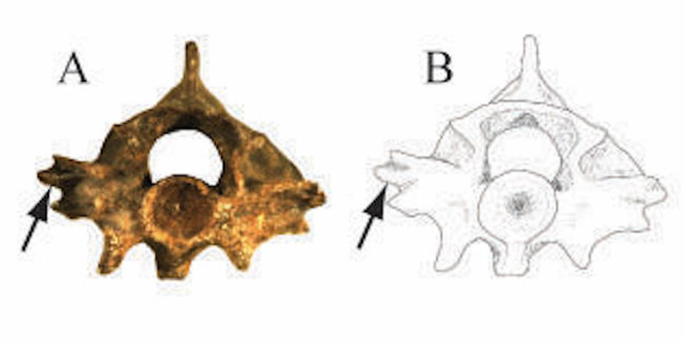 The snake had wing-shaped projections on the sides of its vertebrae (shown here with the arrows). <cite>University of Pennsylvania</cite>