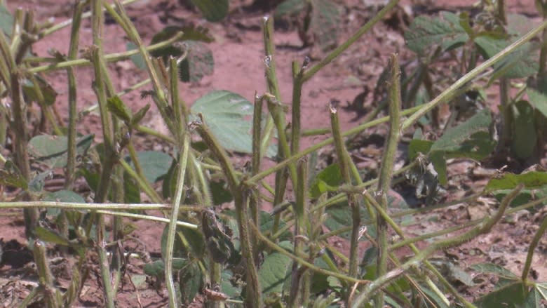 Wild weekend weather causes extensive damage in Eastern P.E.I.