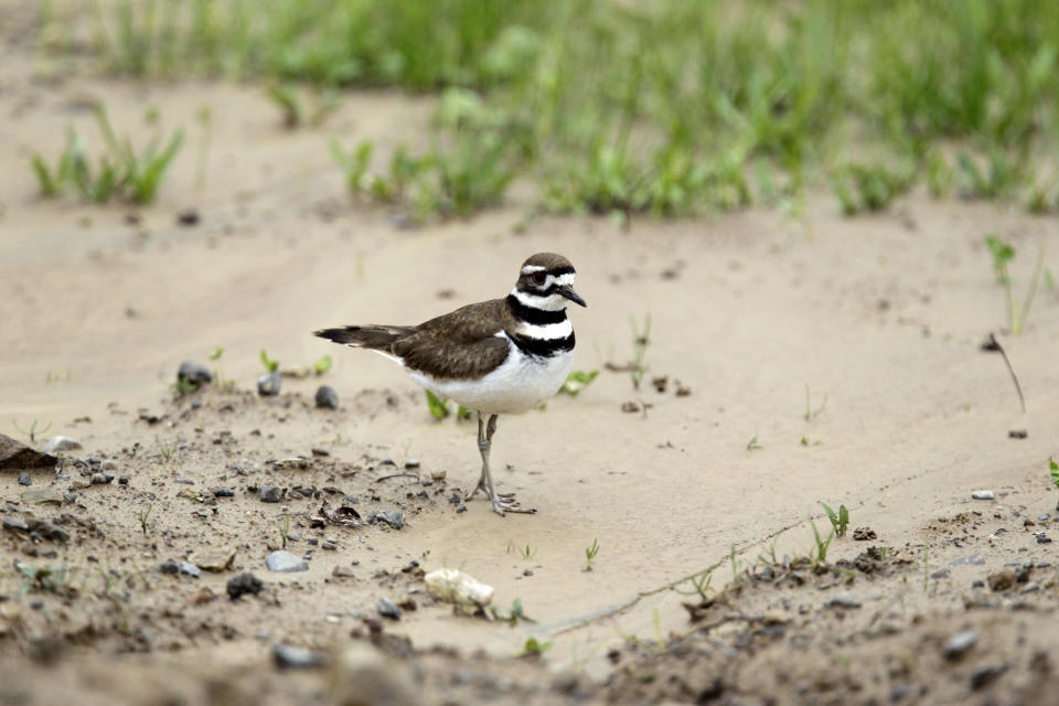 FILE - A killdeer bird searches for food along a shoreline during a chilly wet spring day in Pembroke, N.Y., Tuesday, May 17, 2011. Birding’s popularity soared during the pandemic, when people were eager to get outside. Merlin, a free app, is able to identify birds solely by sound. (AP Photo/David Duprey, File)