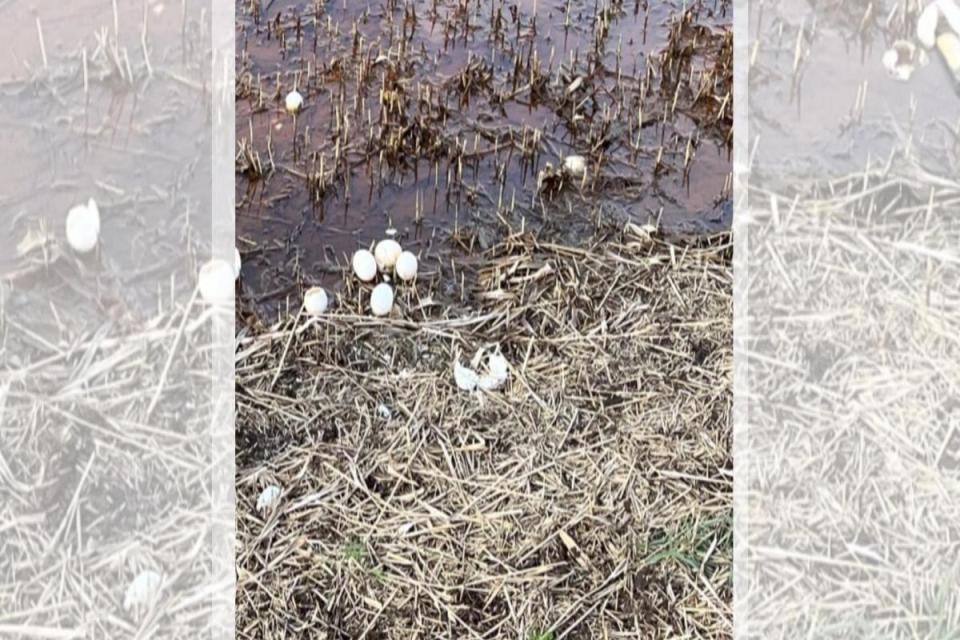 Teens were seen throwing swan eggs in King's Lynn <i>(Image: Norfolk police)</i>