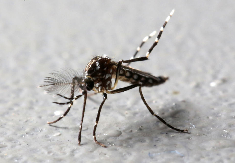 Un macho de la especie Aedes aegypti genéticamente modificado por la empresa de biotecnología Oxitec. (Reuters)