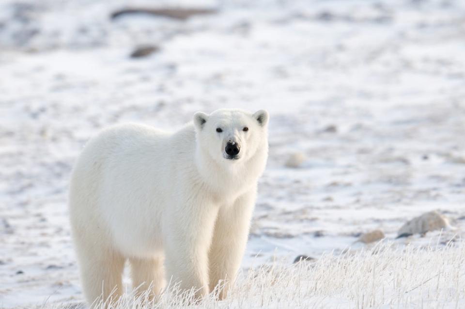 The royals could be jostling with polar bears in Churchill (Getty) (Getty Images)