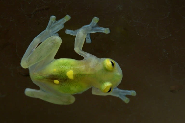 Scientific company Wikiri is raising 12 species of frog. Some are native only to Ecuador, while others are at risk at disappearing from their natural habitat elsewhere