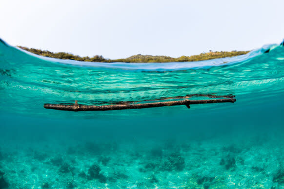 A piece of floating driftwood on the sea surface