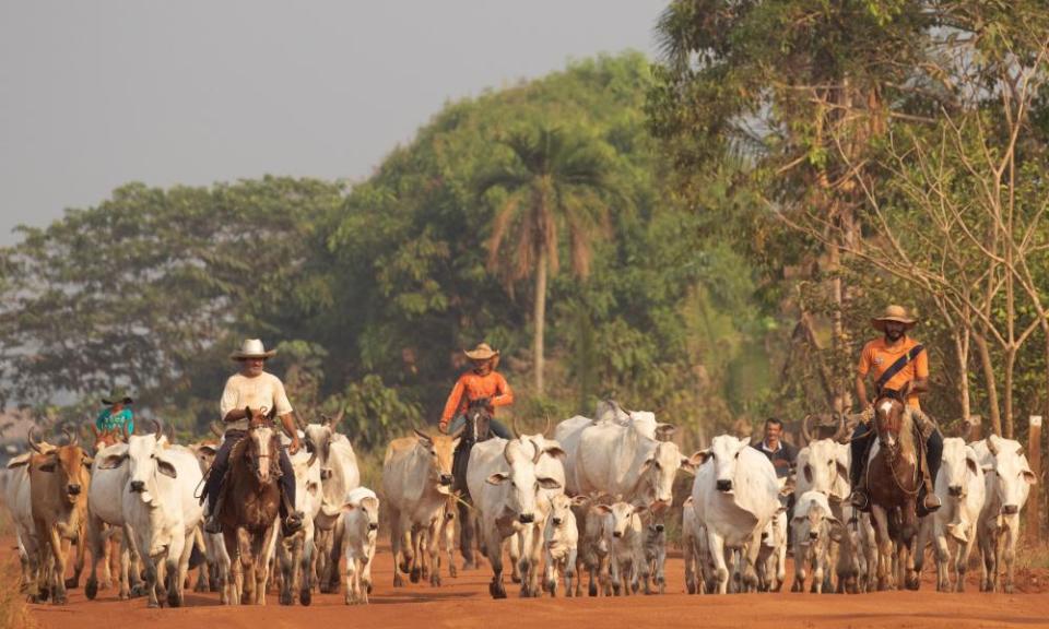 Farmers graze cows in an area that borders the Amazon rainforest in the state of Rondonia, Brazil, 25 August 2019.