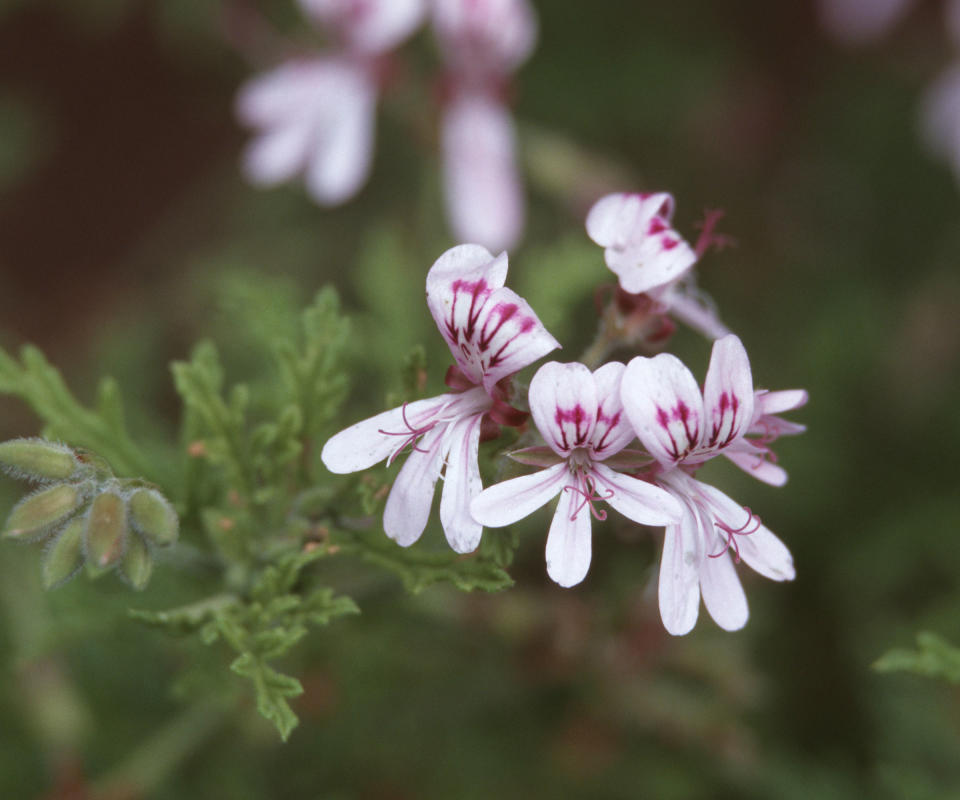 Pelargonium 'Citronella'