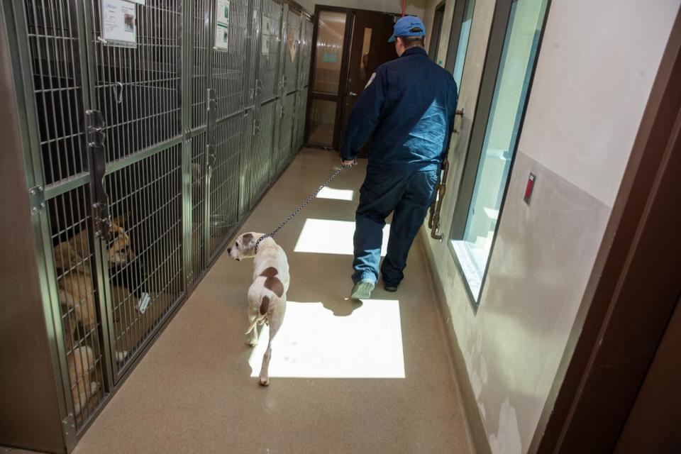 A white dog with brown spots exchanges glances with other dogs while being led on a leash past their kennels