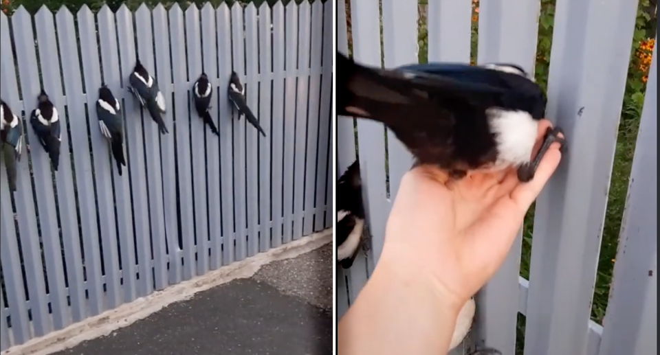 Two images of magpies caught in a fence, with their heads on one side and bodies on the other..