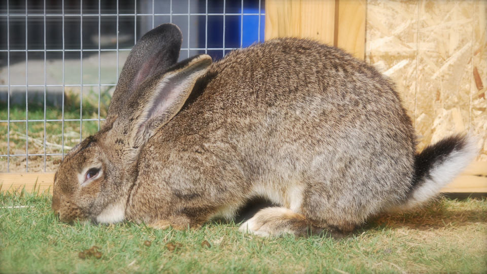 Flemish Giant Rabbit