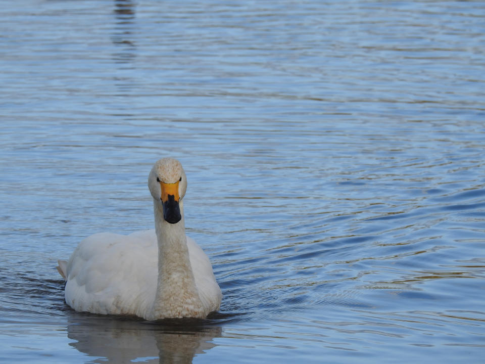 Bewick swan Maisie arrived with her partner Maifield at the WWT Slimbridge reserve in Gloucestershire - marking the traditional start of winter  (WWT/PA)