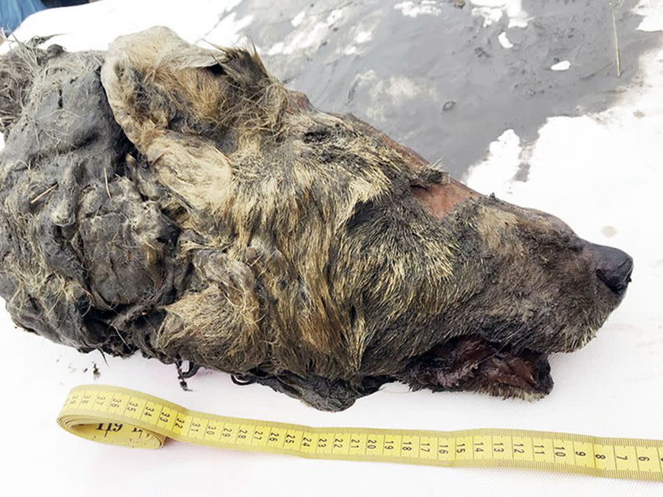 Medidas de la cabeza de lobo gigante encontrada en Siberia | foto Albert Protopopov, Academia de Ciencias de la República de Sakha 