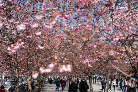 FILE PHOTO: People stroll under blooming cherry trees in Kungstradgarden park in Stockholm, Sweden, April 15, 2016. REUTERS/Henrik Montgomery/TT News Agency/File Photo