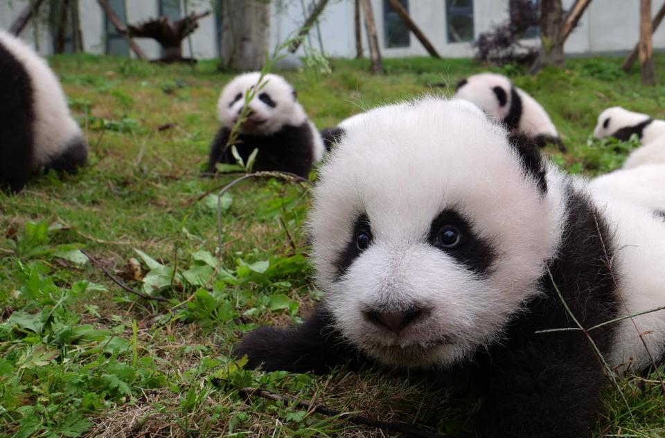 Bärenbabys werden oft als Selfie-Tiere feilgeboten. Darauf sollten sich Touristen auf keinen Fall einlassen. (Bild: Getty Images)