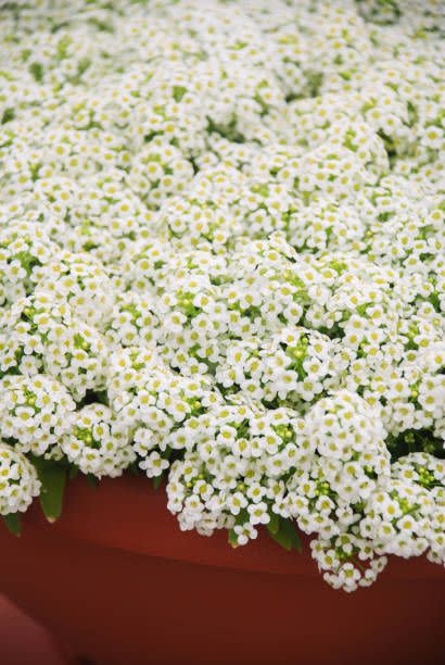 Sweet Alyssum