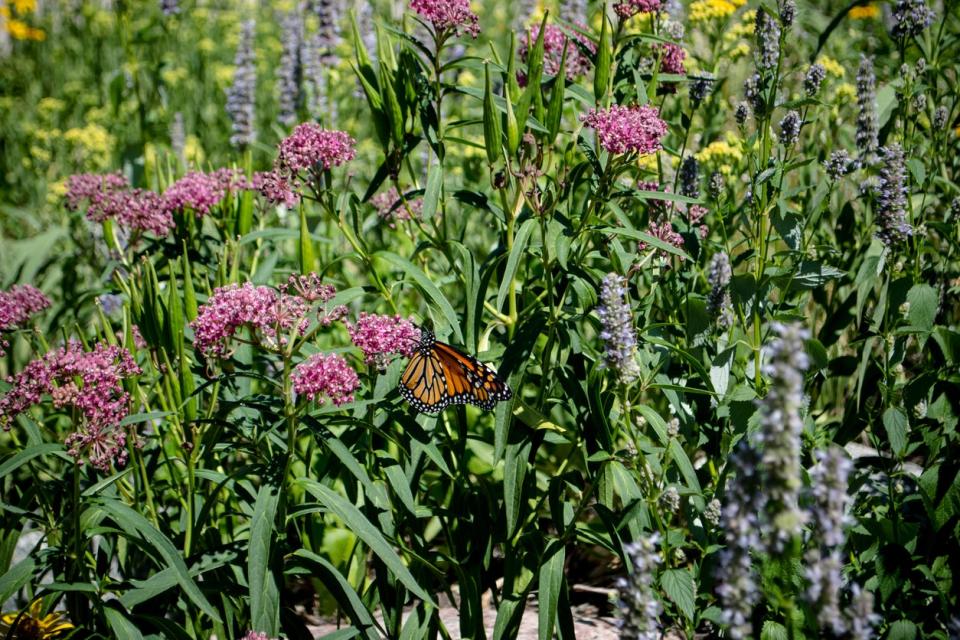 A monarch butterfly enjoying a spring garden
