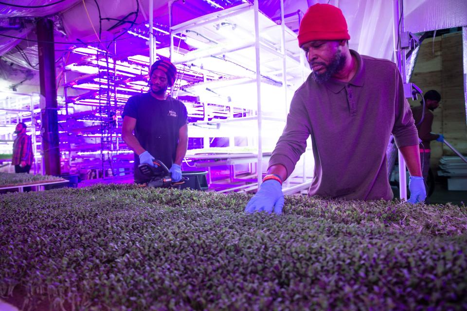 Matt Daniels and Mook Simms care for the micro-greens. Good Feeling Farms owned by Chris Chiappetta will soon close operations in its current facility and relocate to Neptune Township. The company grows micro-greens in a warehouse setting for restaurants. 
Asbury Park, NJ
Friday, November 17, 2023