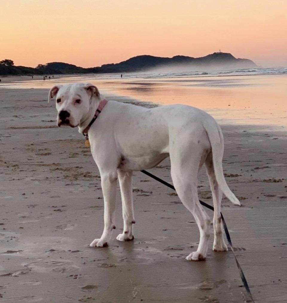 Photo shows rescue dog Storm standing on the beach.