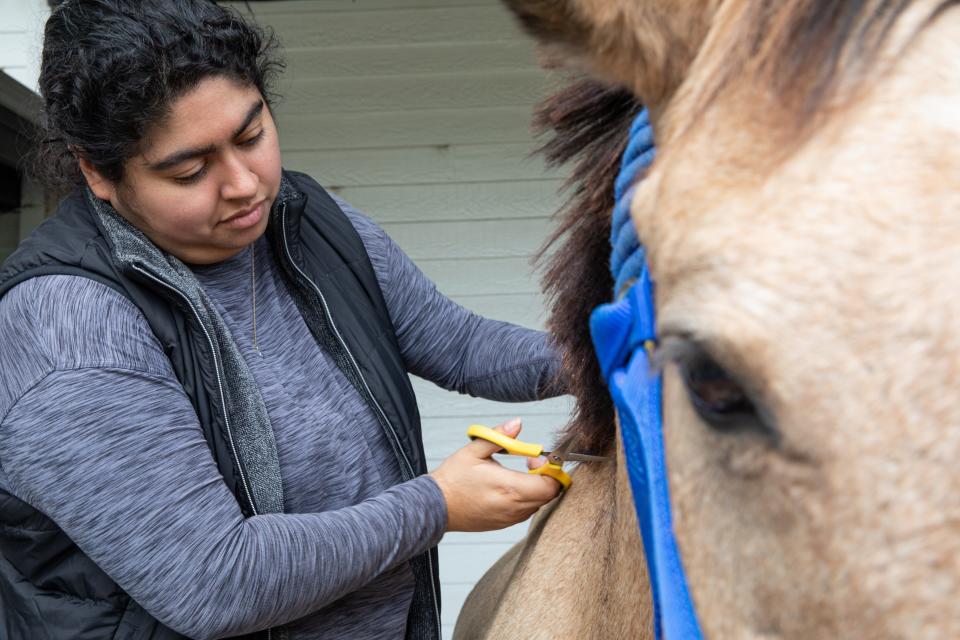 Micaela Gonzalez, an instructor at Glenoak Therapeutic Riding Center grooms Jake, a buckskin horse, with TAMUCC volunteers on Tuesday, Nov. 28, 2023, in Corpus Christi, Texas.