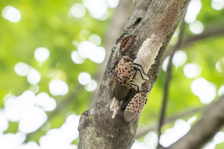 Spotted lantern fly egg mass. Lantern flies lay eggs in fall.