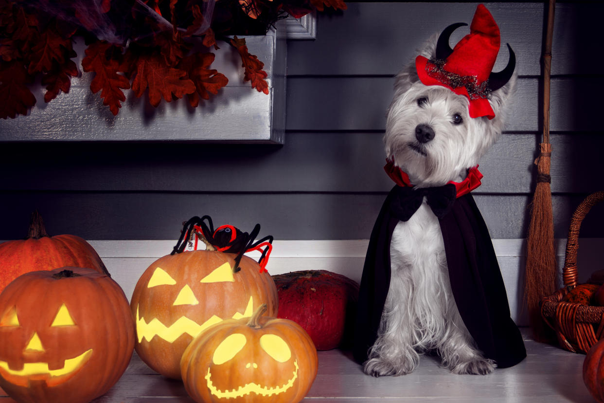 Funny west highland white terrier dog in scary Halloween costume and red hat with devil horns sitting outdoor with  pumpkins lanterns with fear spooky faces. Halloween night decorations concept.