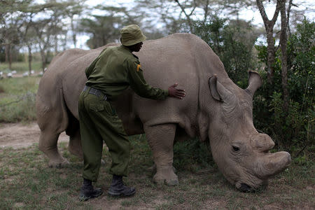 A wildlife ranger strokes a northern white rhino, only three of its kind left in the world, ahead of the Giants Club Summit of African leaders and others on tackling poaching of elephants and rhinos, Ol Pejeta conservancy near the town of Nanyuki, Laikipia County, Kenya, April 28, 2016. REUTERS/Siegfried Modola