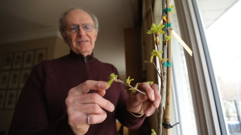 The oaks of Vimy: One man's mission to restore a natural treasure to the battlefield