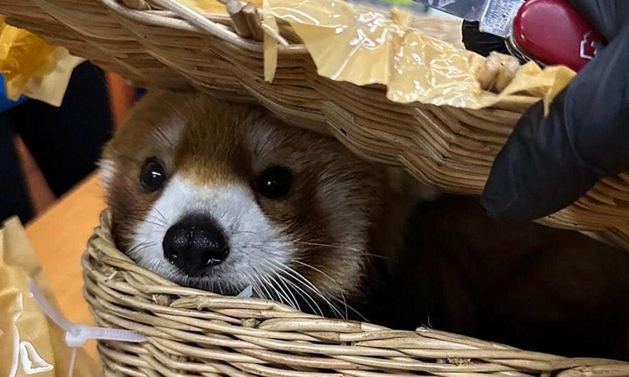 <span>Red panda found at Bangkok’s Suvarnabhumi airport.</span><span>Photograph: Thailand Customs Department/AFP/Getty Images</span>