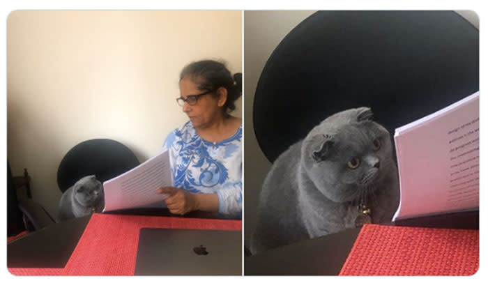 El gato del examen y otros memes felinos que recordaremos de 2019