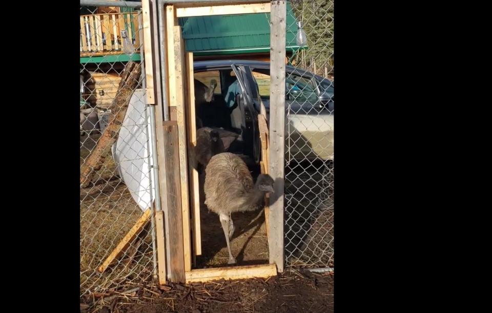 Five baby emus near Whitehorse piled out of a Honda Fit this week after getting a ride home.