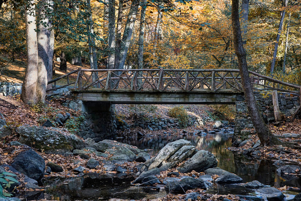 A tranquil forest scene with a rustic wooden bridge over a small creek, surrounded by trees and rocks