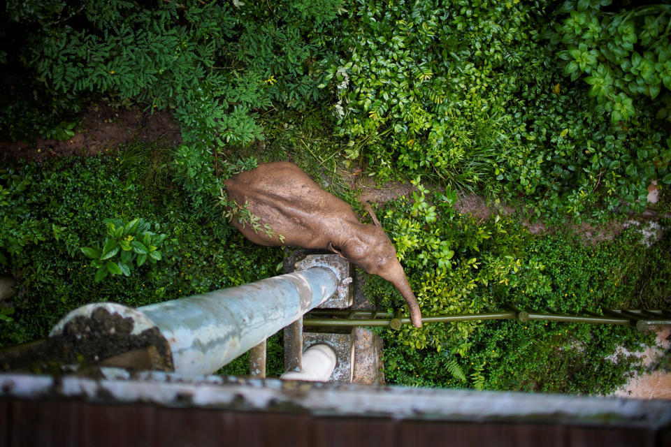 A wild female elephant grazes under a footbridge at the Wild Elephant Valley in Xishuangbanna Dai Autonomous Prefecture, Yunnan Province, China, on July 6, 2021. (Aly Song / Reuters file)