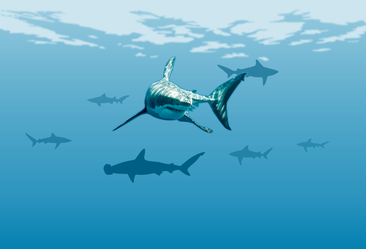 Sharks do not have bones but are made of cartilaginous tissues like other "elasmobranchs," such as rays and skates.