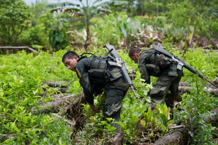 Colombian policemen destroy a coca plantation in a rural area of Tumaco, department of Narino