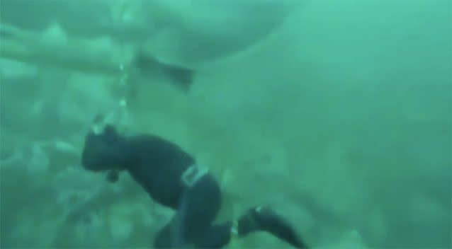 Rather than making a meal out of the human, the shark bops him on the head and swims past. Source: SA Spearfishing/Facebook