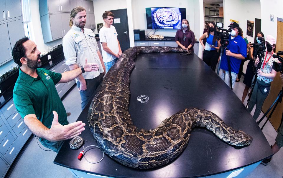 Ian Bartoszek, wildlife biologist and environmental science project manager for the Conservancy of Southwest Florida in Naples speaks with the media Wednesday, June 22, 2022 about how he and his team captured the largest invasive Burmese python to date in Florida. The female snake measured nearly 18 feet in length and weighed 215 pounds. It was captured through the Conservancy's research program, which uses radio transmitters implanted in male "scout" snakes. Scout snakes lead biologists to breeding aggregations and large, reproductive females, allowing researchers to remove them from the wild. With him are biologist Ian Easterling and intern Kyle Findley.