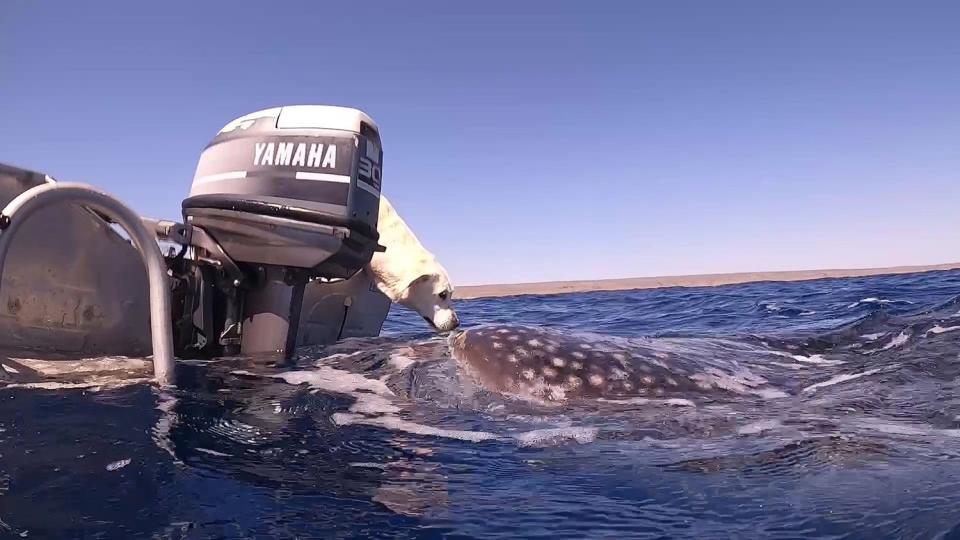 dog kisses whale shark