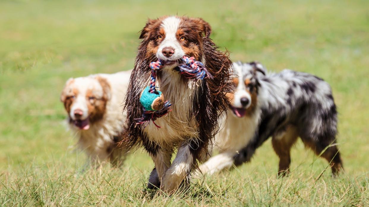  Three Australian shepherd dogs playing outside. 