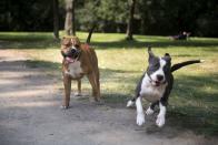 <p>Playing at a dog park with friends is always fun. </p>