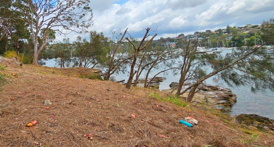 Tiny pink marks can be seen on the ground, indicating where trees once stood. Source: Supplied