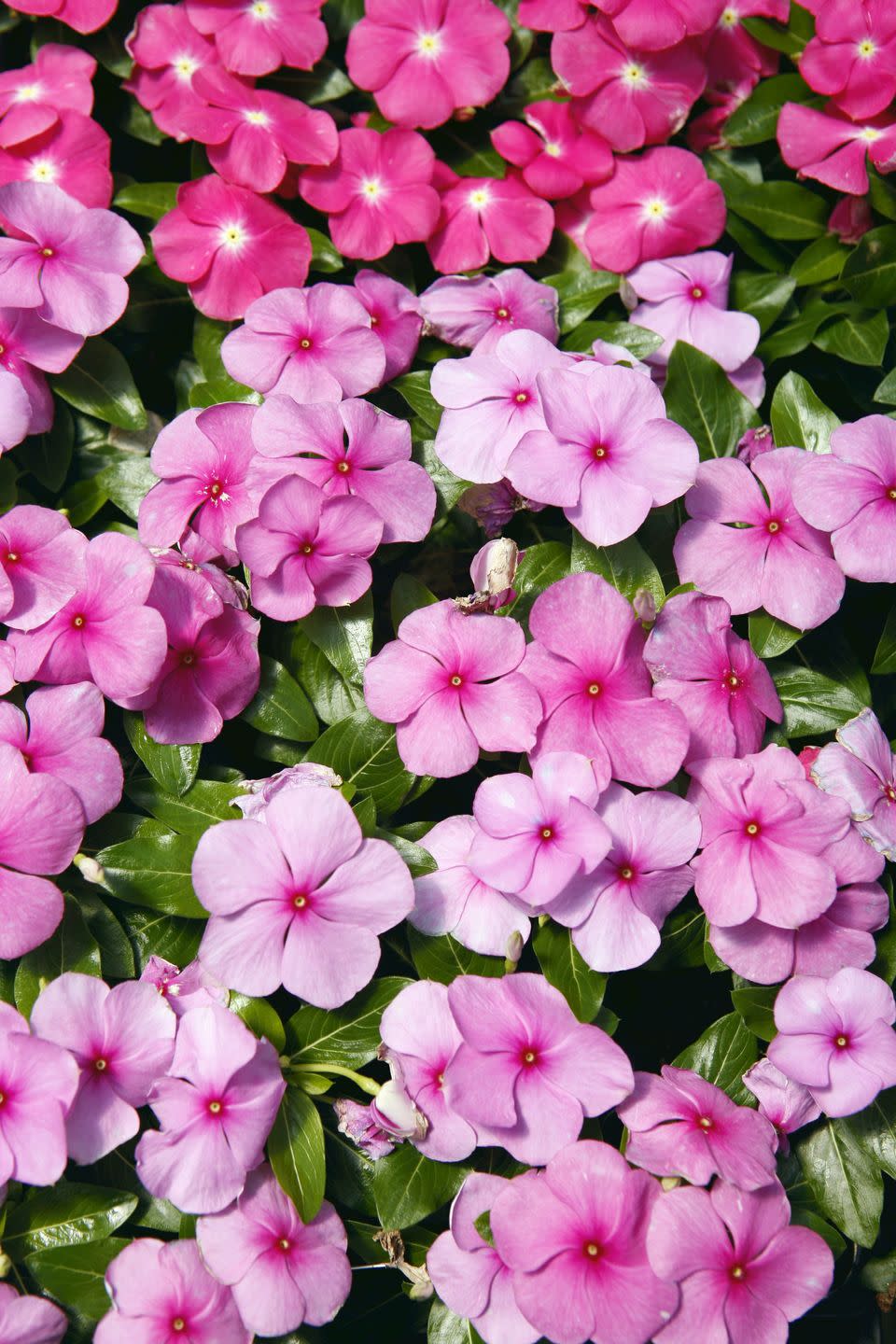 close up of spring flowers