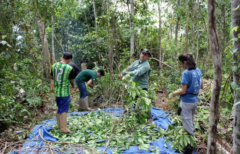 Researchers break down a tree to measure its carbon levels on a parcel of Amazon rainforest in Itapua do Oeste