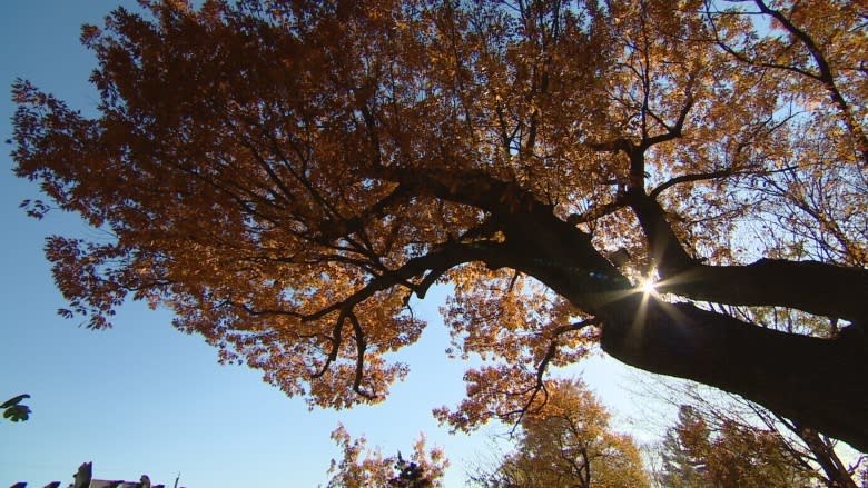 City a step closer to buying massive, centuries-old oak tree