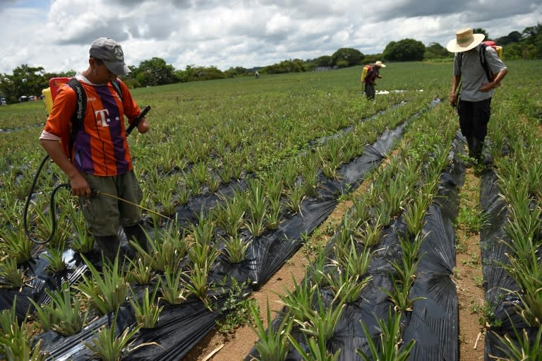 Demobilized FARC rebel Felix Salcedo, who lost his left arm to an antipersonnel mine, works in a pineapple plantation, trying to make a new life for himself in Colombia at the end of Latin America's longest conflict